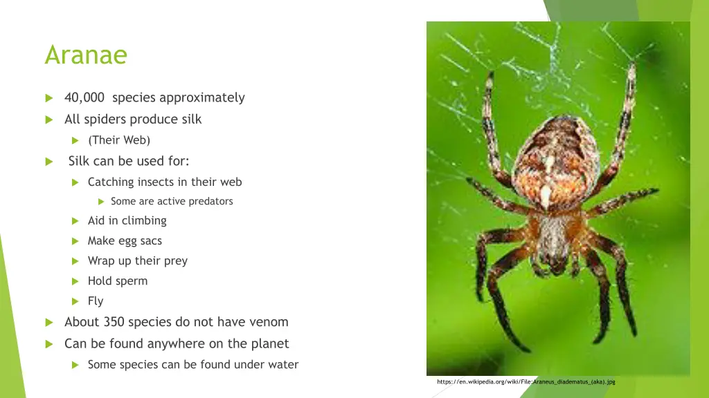aranae