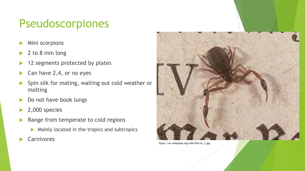 pseudoscorpiones