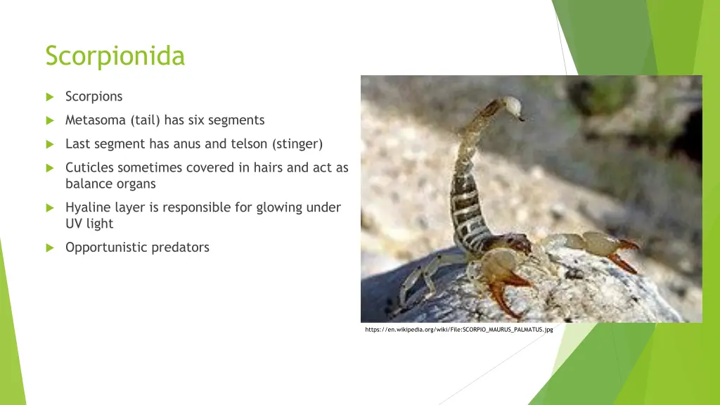 scorpionida