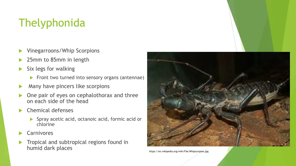 thelyphonida