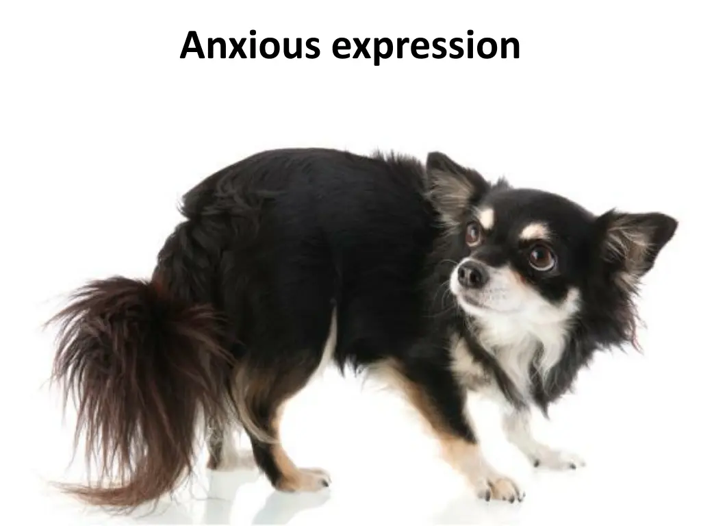 anxious expression