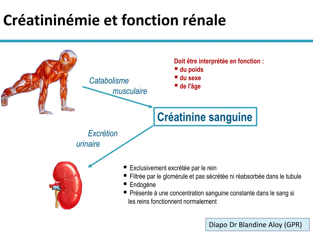 cr atinin mie et fonction r nale