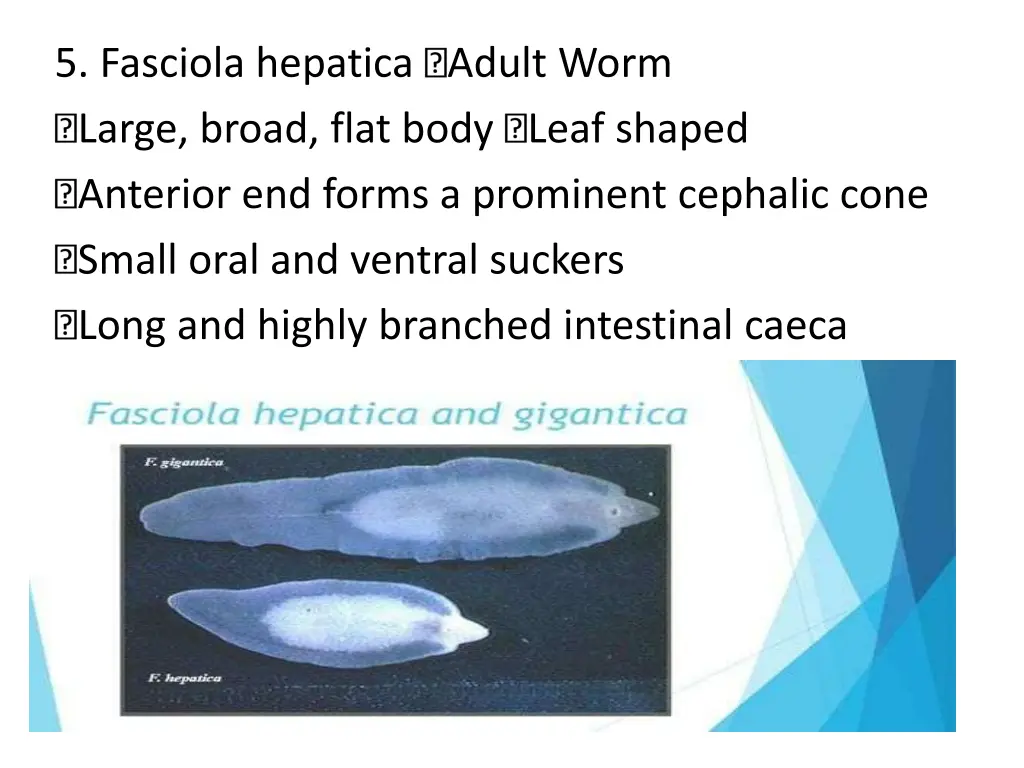 5 fasciola hepatica adult worm large broad flat