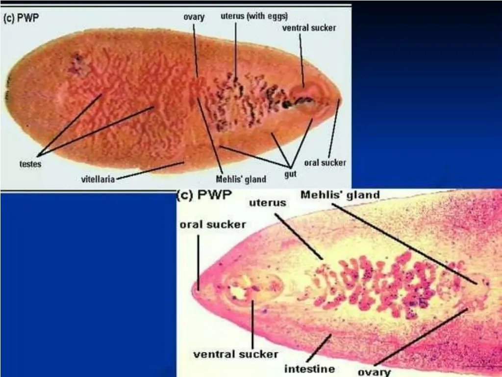 slide14
