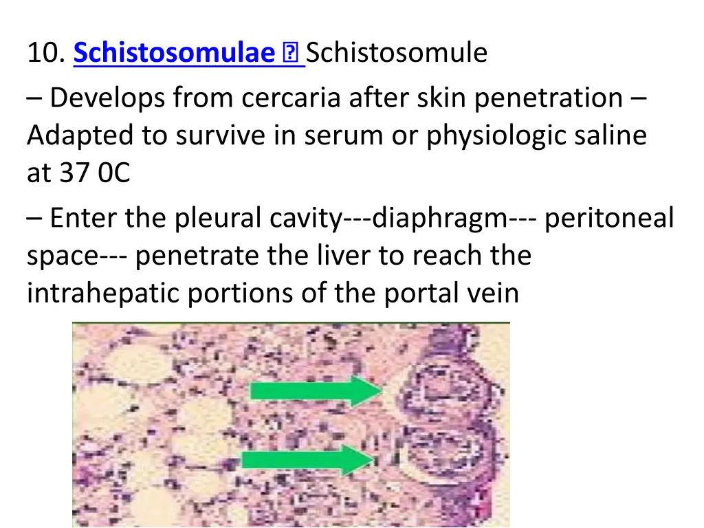 10 schistosomulae develops from cercaria after