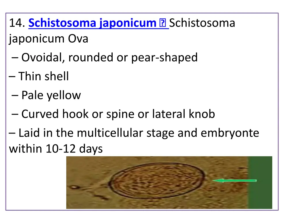 14 schistosoma japonicum japonicum ova ovoidal
