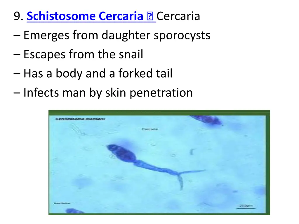 9 schistosome cercaria emerges from daughter