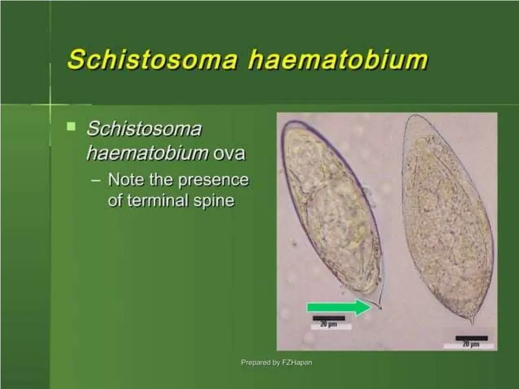 slide13