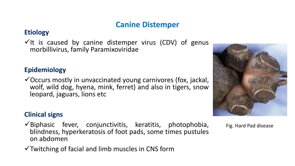 canine distemper