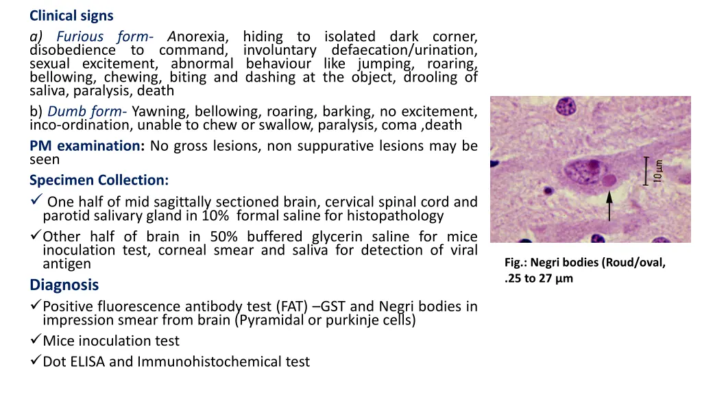 clinical signs a furious form a norexia hiding