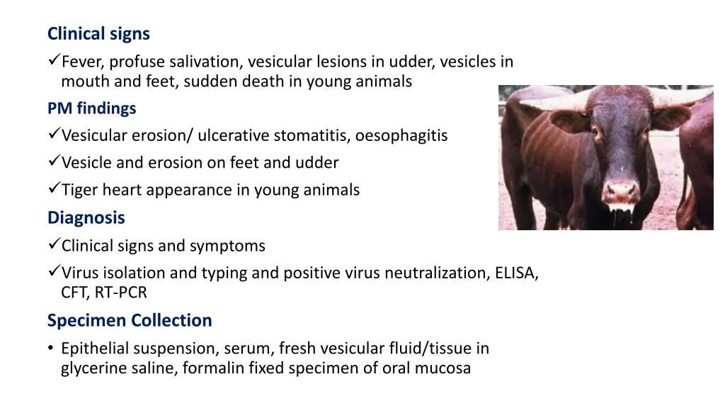 clinical signs fever profuse salivation vesicular