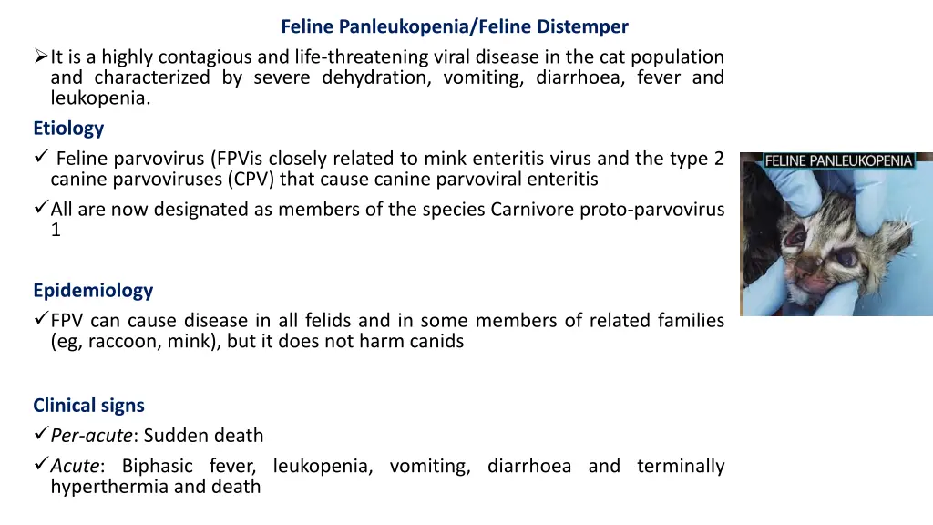 feline panleukopenia feline distemper
