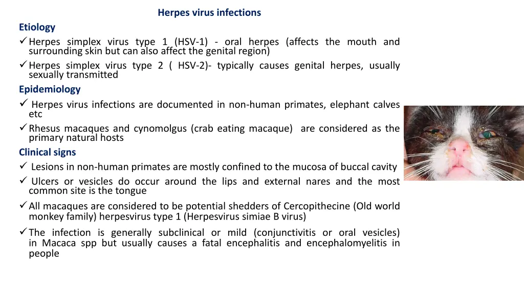herpes virus infections