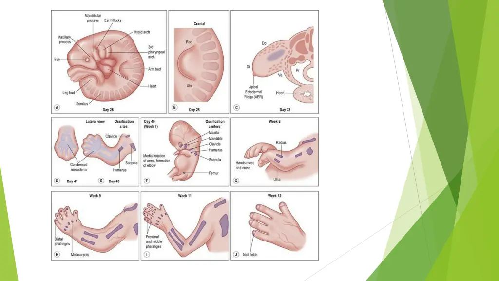 slide15