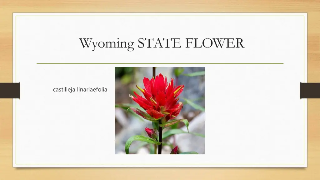 wyoming state flower