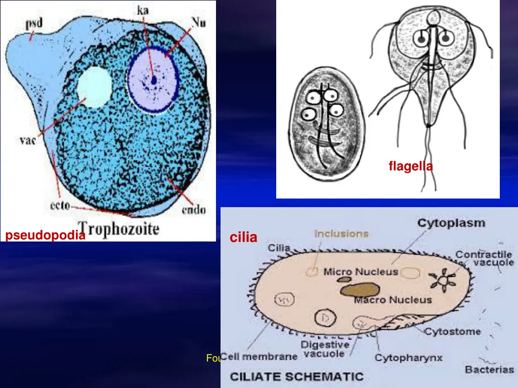 flagella