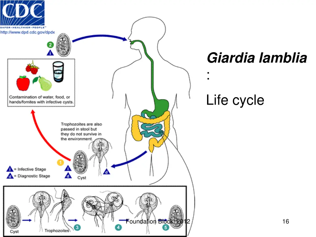 giardia lamblia