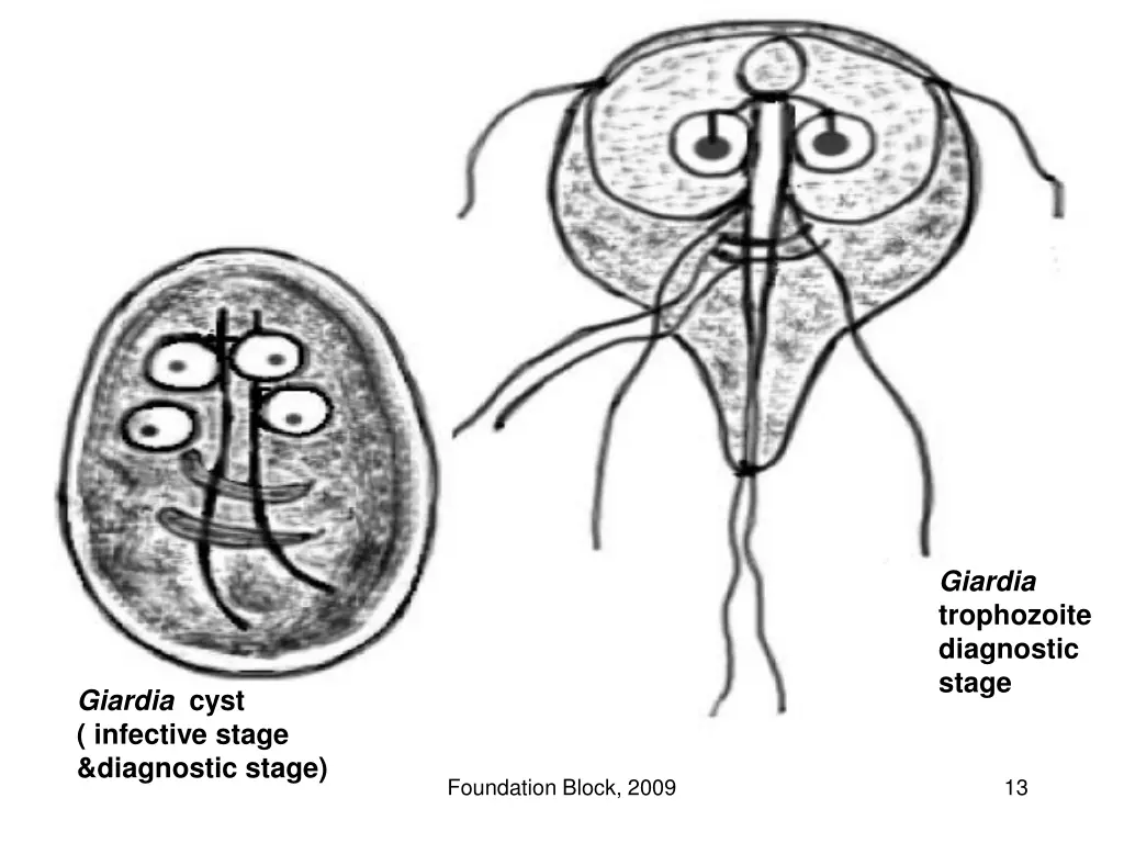 giardia trophozoite diagnostic stage