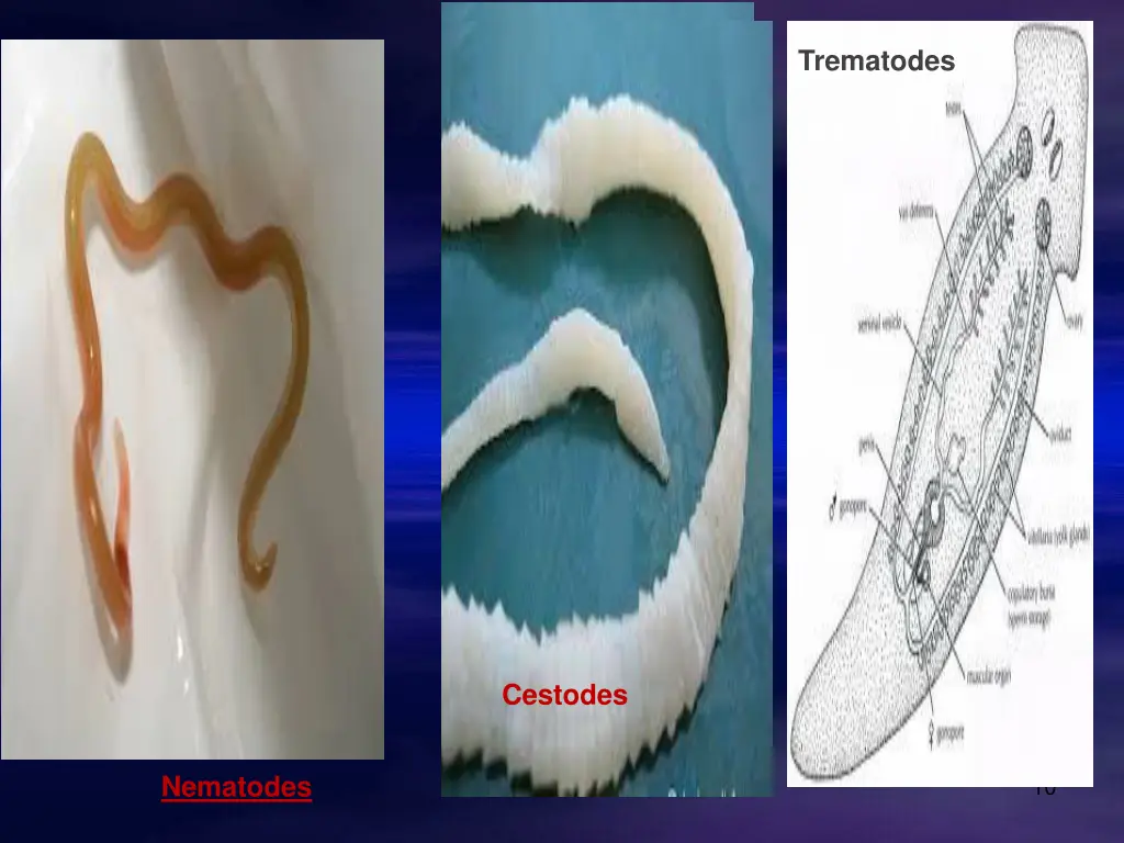 trematodes