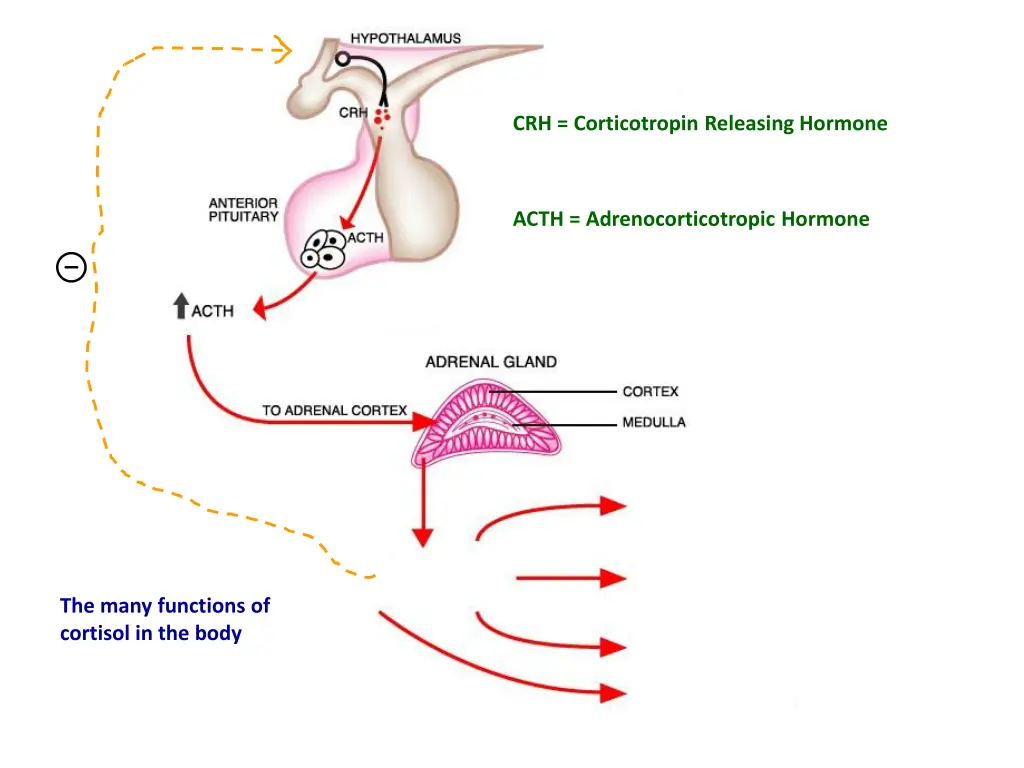 crh corticotropin releasing hormone