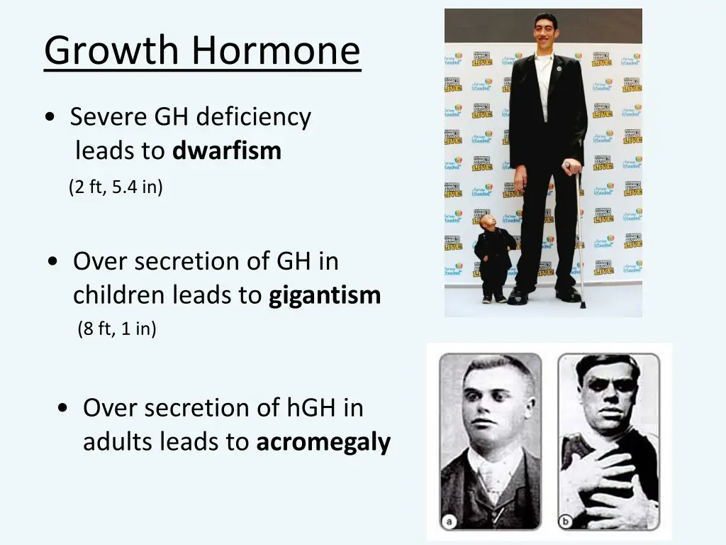 growth hormone