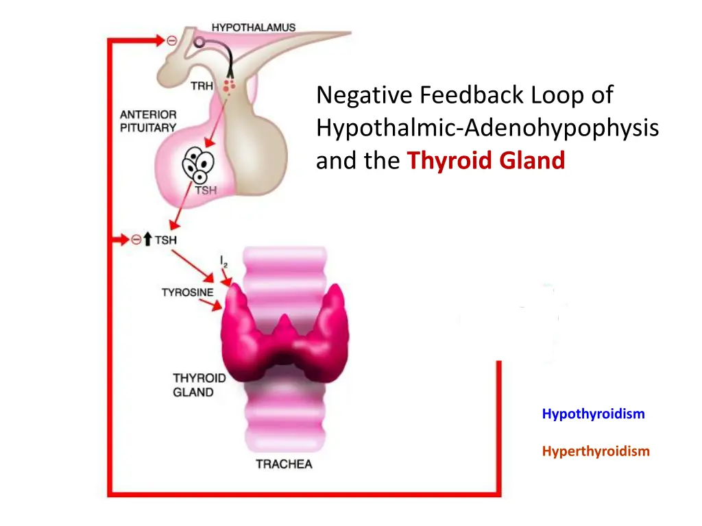 negative feedback loop of hypothalmic
