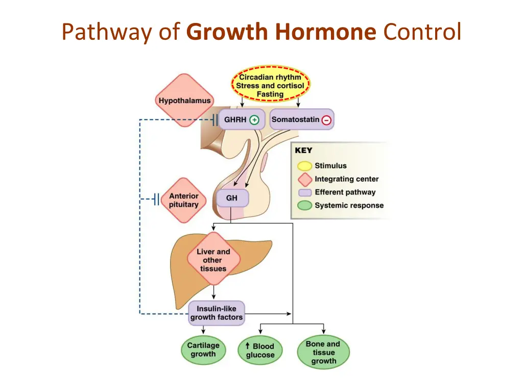 pathway of growth hormone control