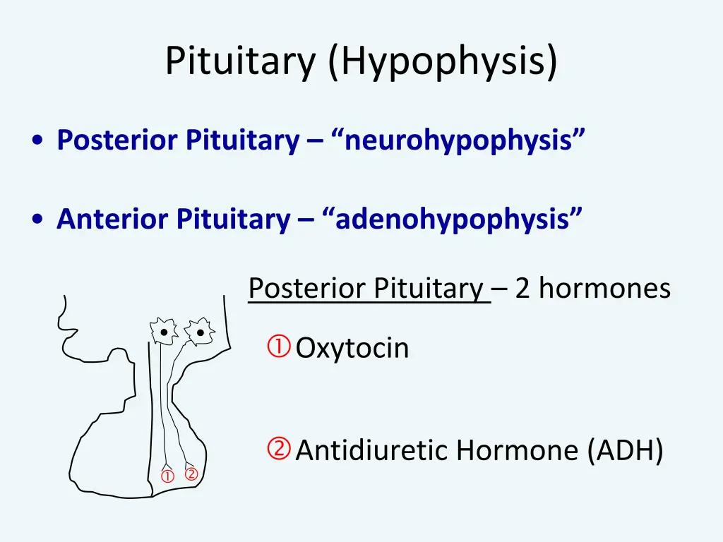 pituitary hypophysis