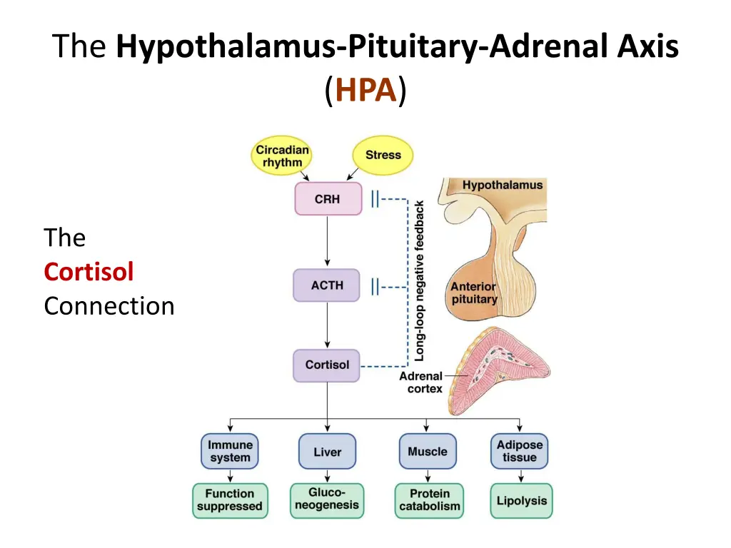 the hypothalamus pituitary adrenal axis hpa