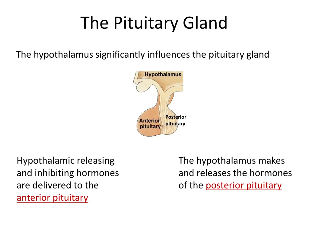 the pituitary gland