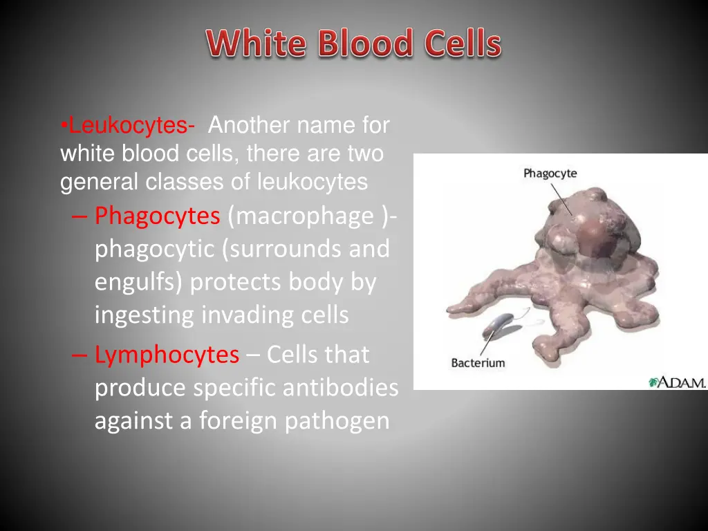 leukocytes another name for white blood cells