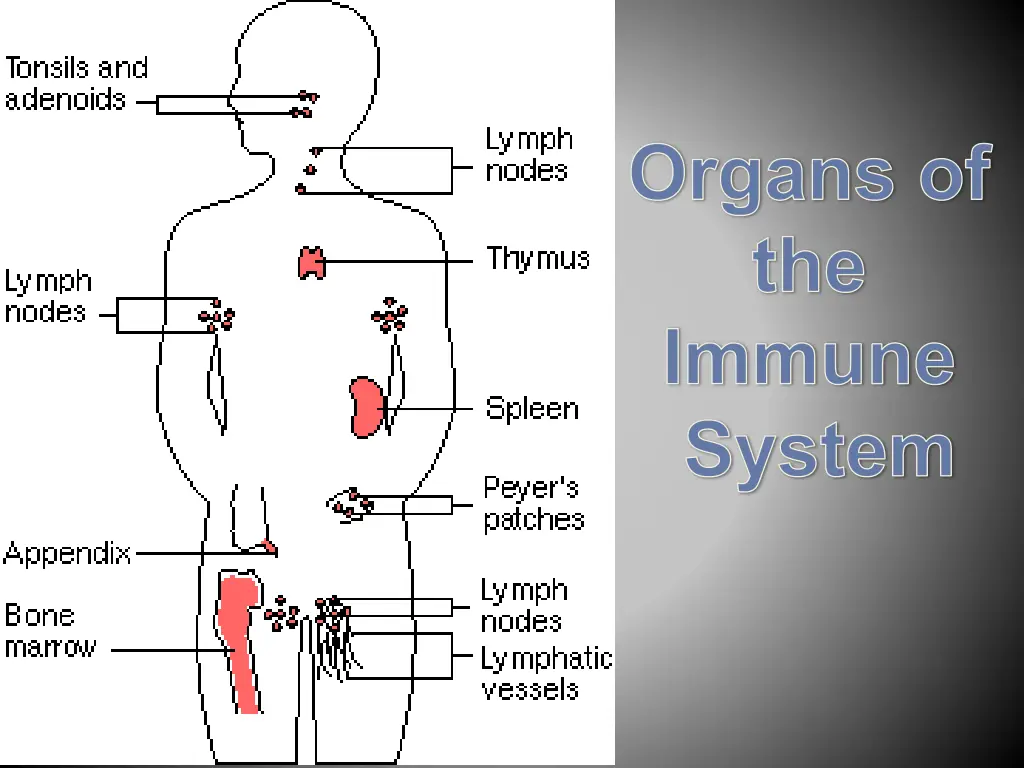 organs of the immune system