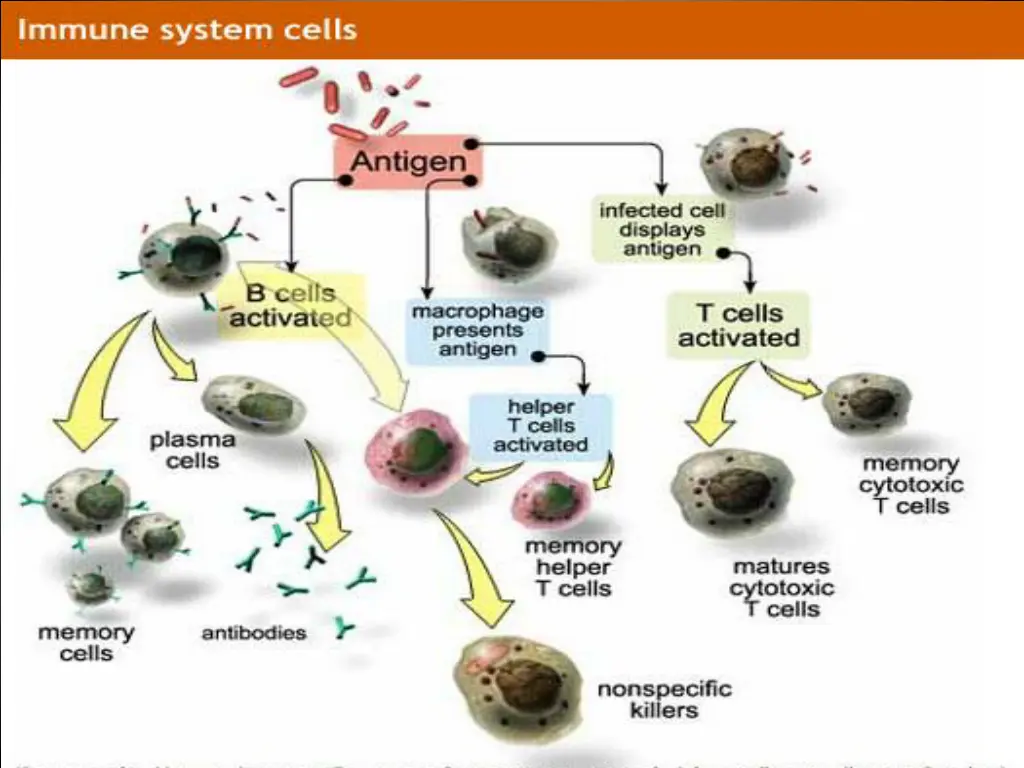 slide11