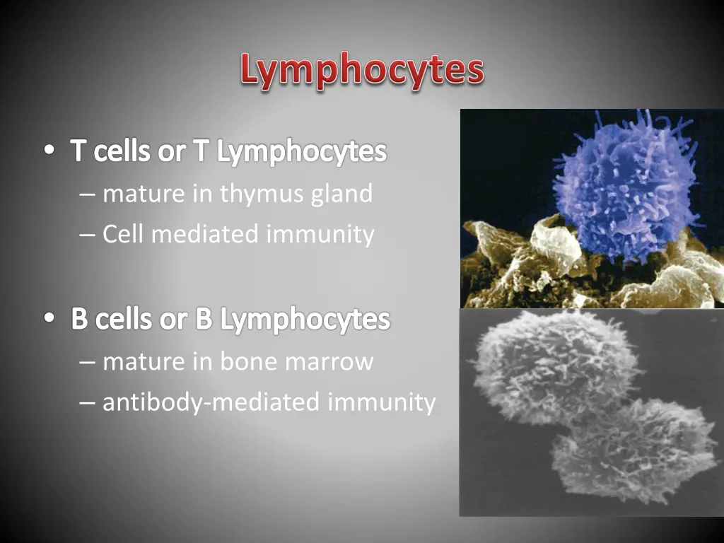 t cells or t lymphocytes mature in thymus gland