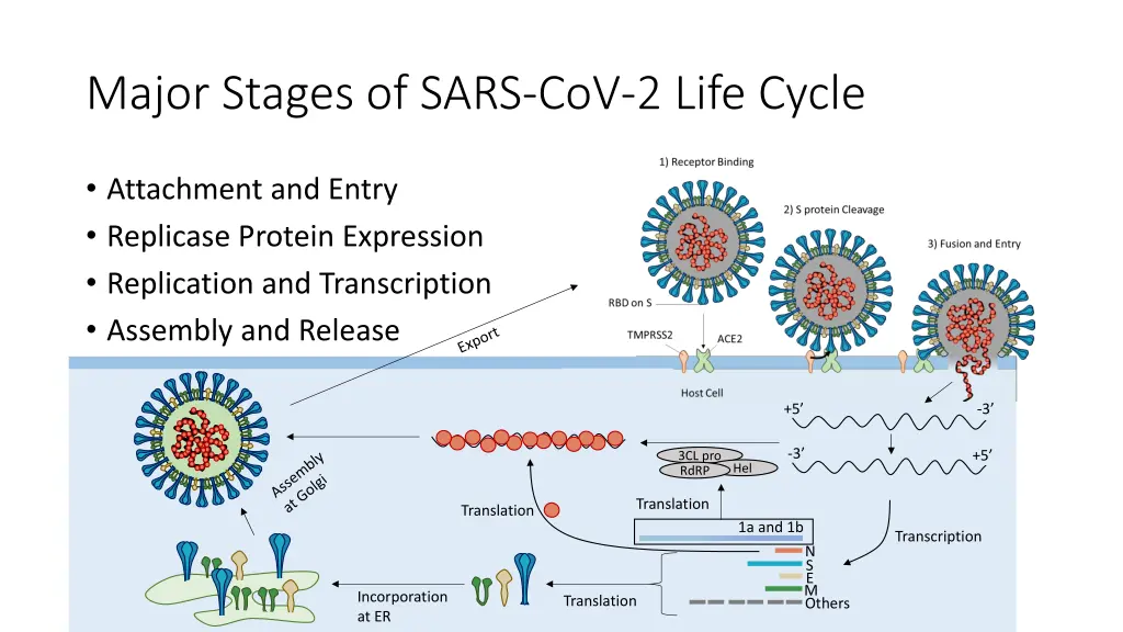 major stages of sars cov 2 life cycle