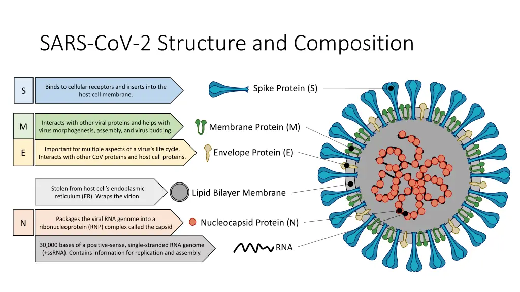 sars cov 2 structure and composition