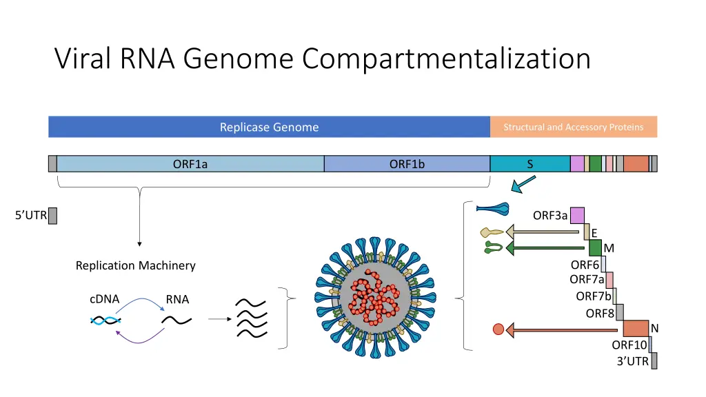 viral rna genome compartmentalization