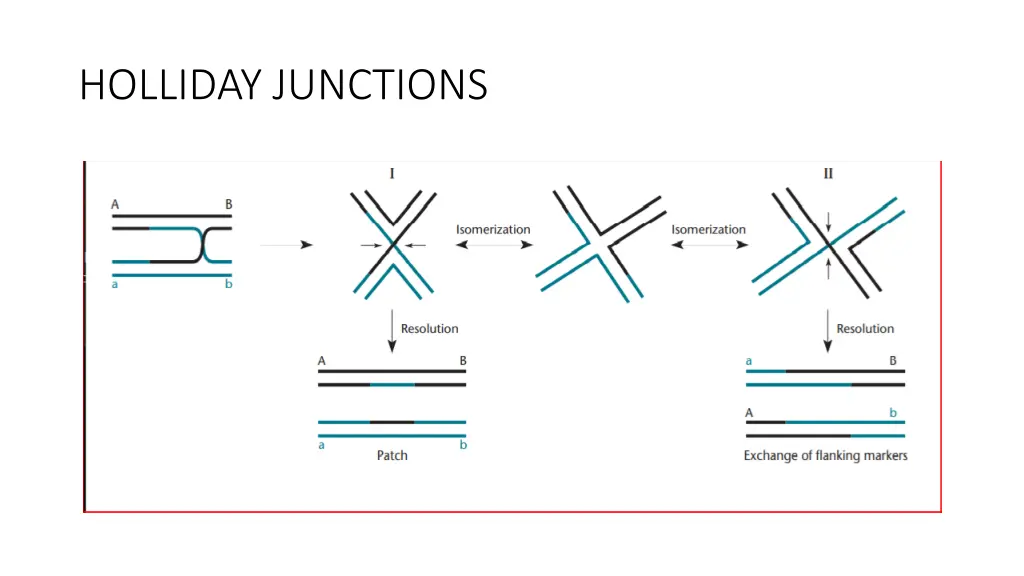 holliday junctions