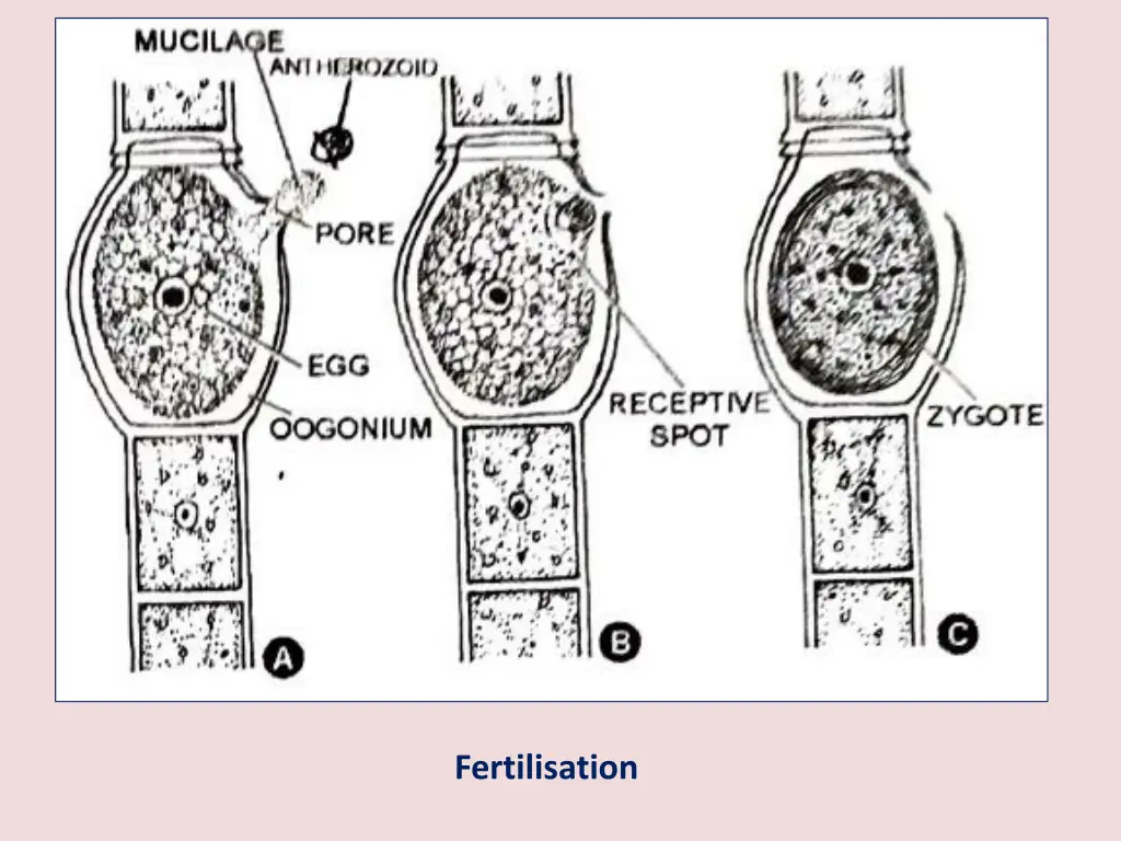 fertilisation