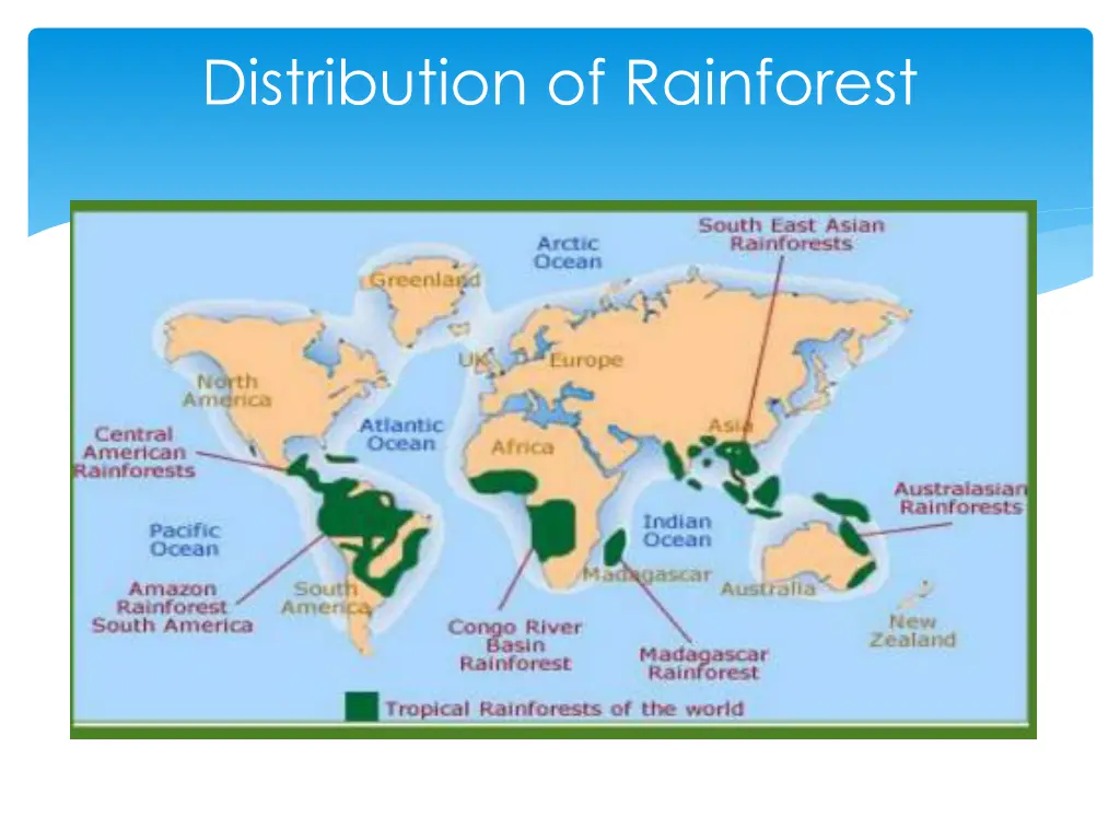 distribution of rainforest