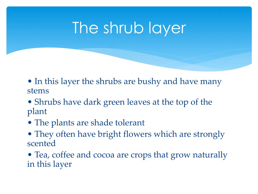 the shrub layer