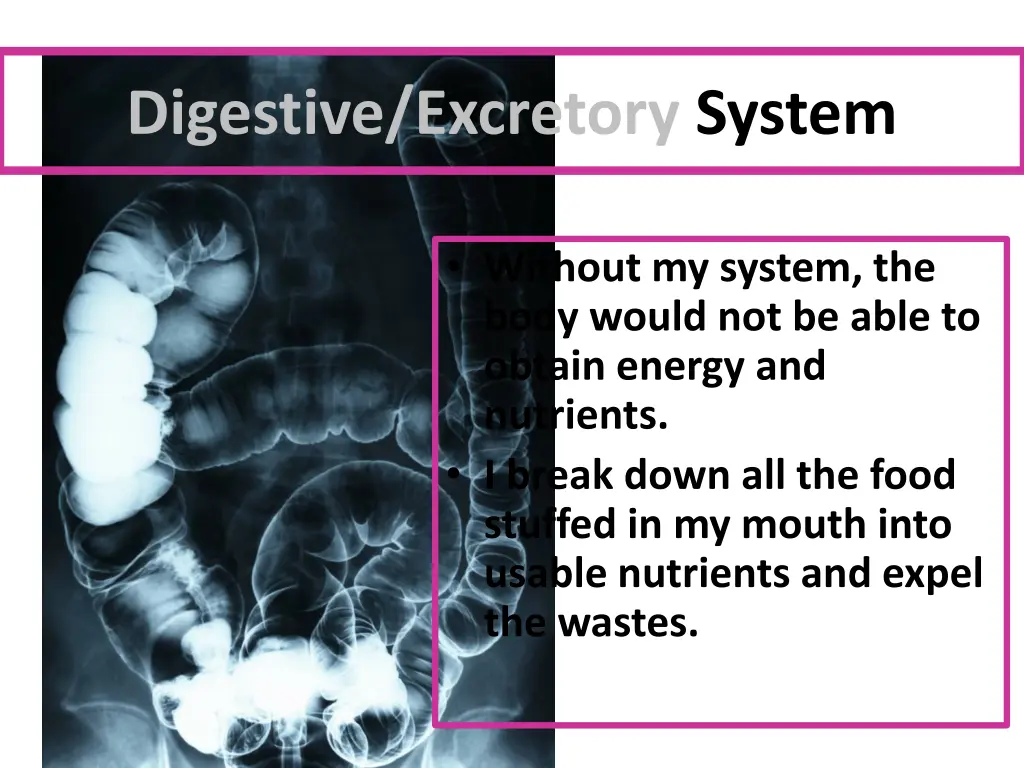 digestive excretory system