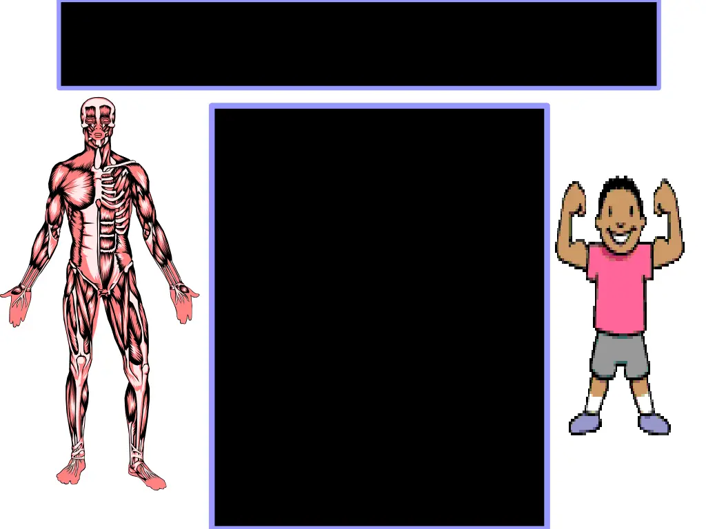 muscular system
