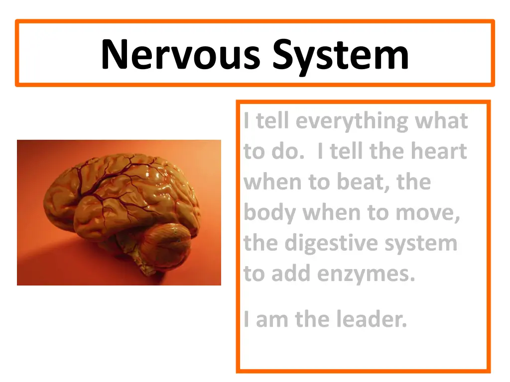 nervous system