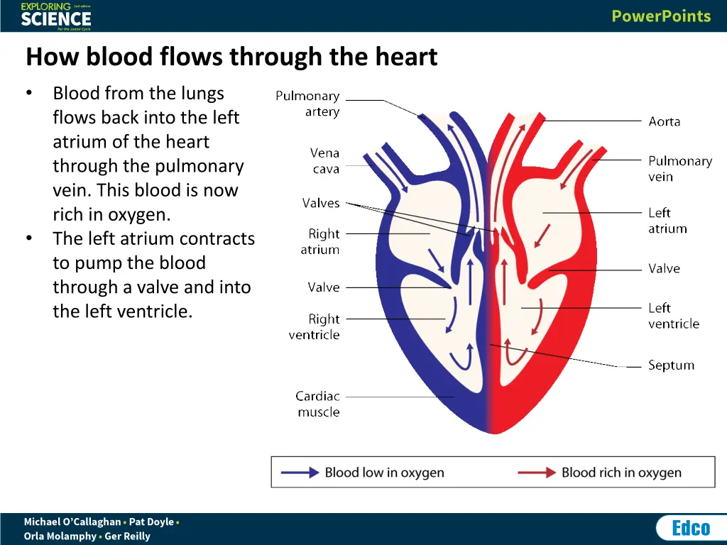how blood flows through the heart blood from 1