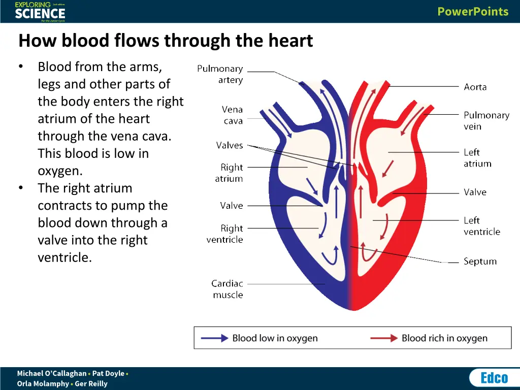 how blood flows through the heart blood from