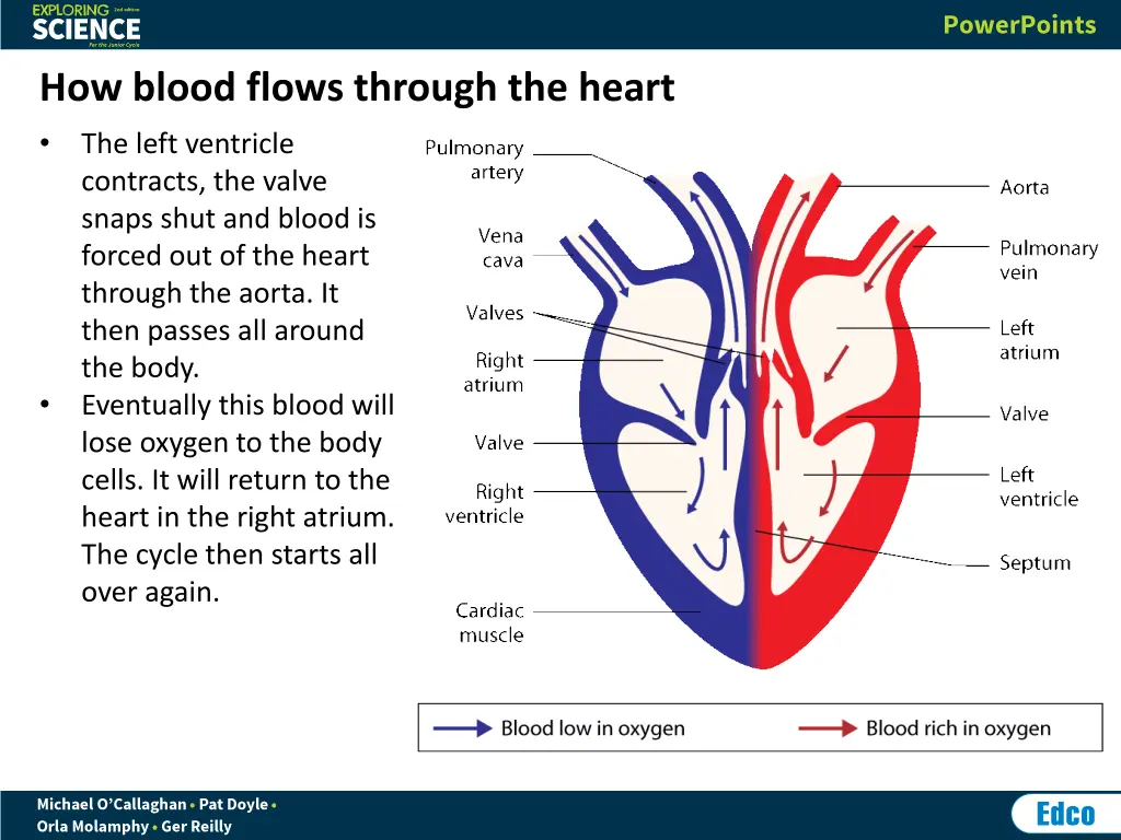 how blood flows through the heart the left