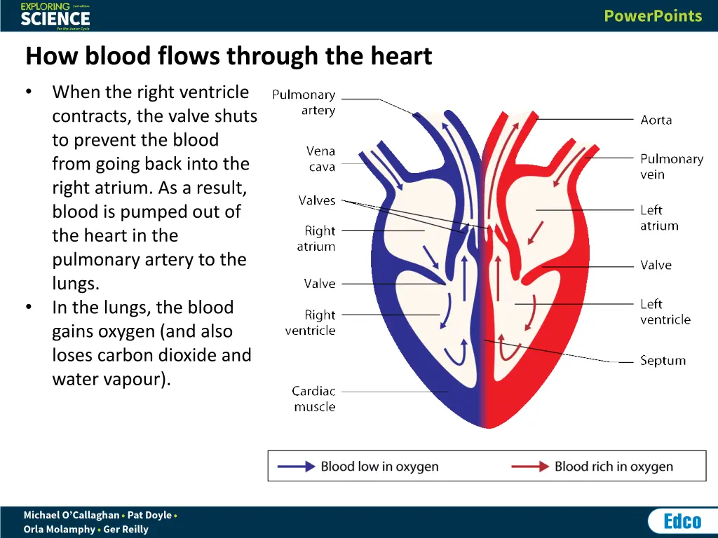 how blood flows through the heart when the right
