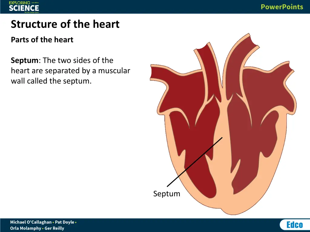 structure of the heart 1