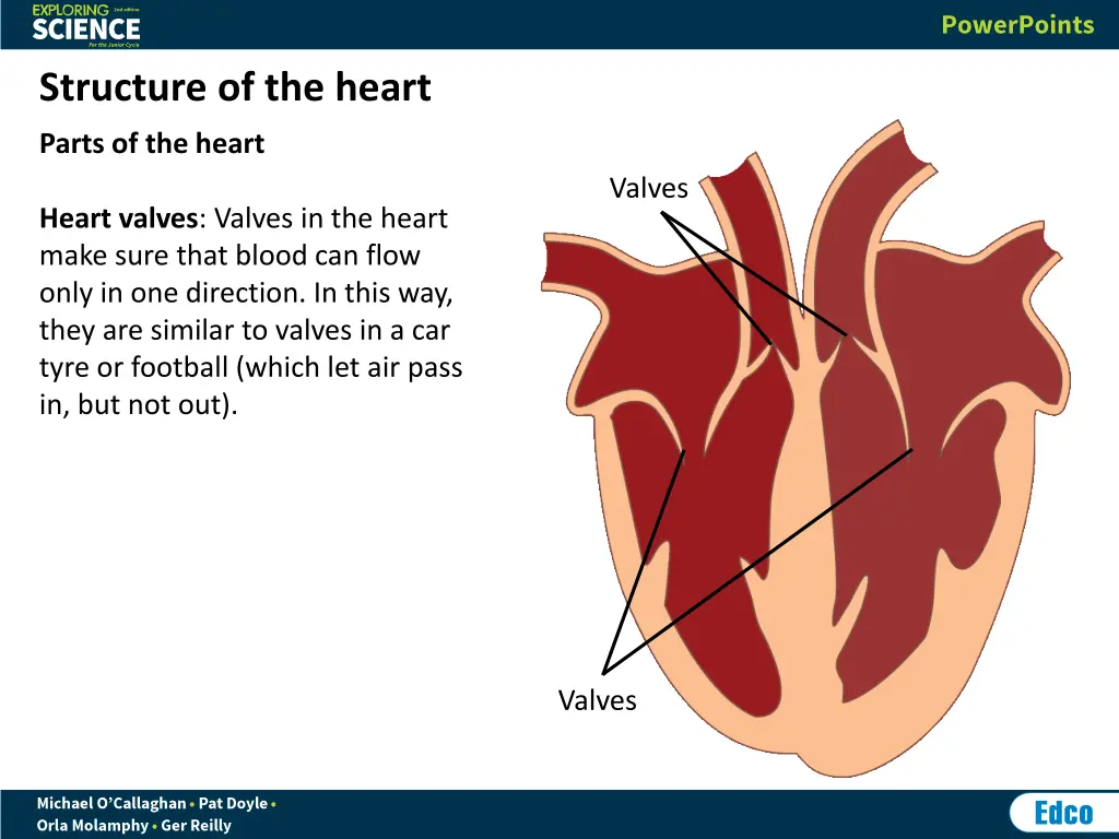 structure of the heart 2